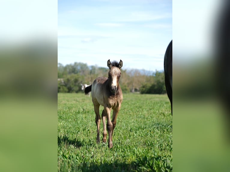 PRE Stallion 1 year 16 hh in Hamburg