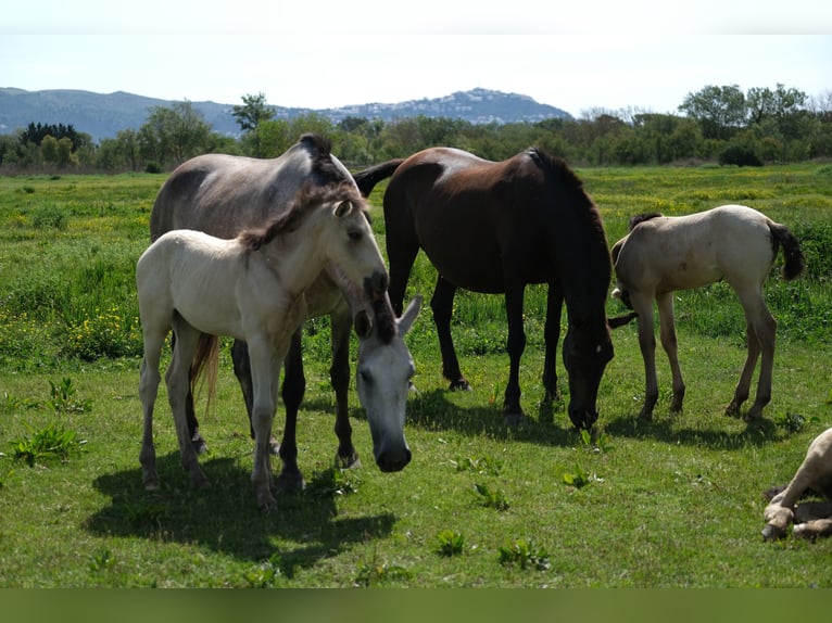 PRE Stallion 1 year 16 hh in Hamburg