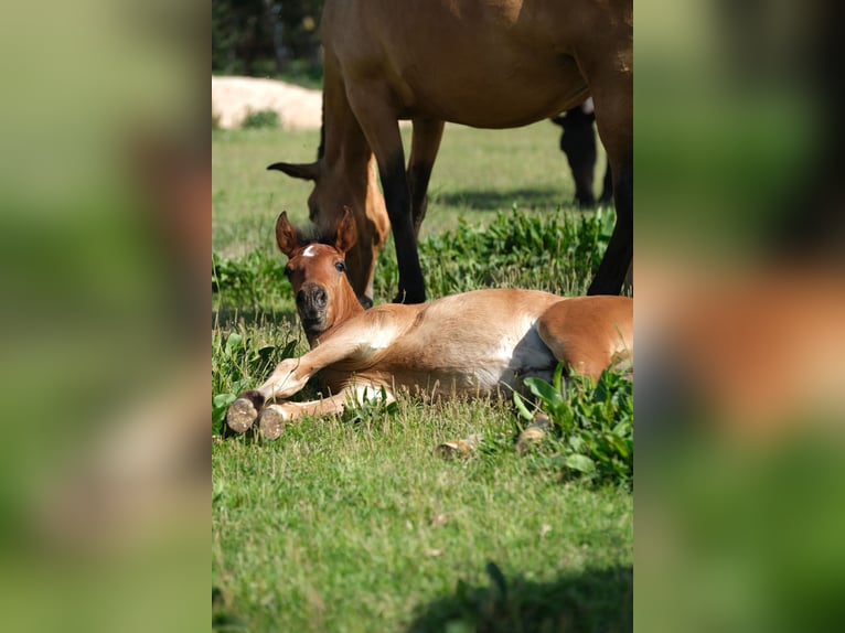 PRE Stallion 1 year 16 hh in Hamburg