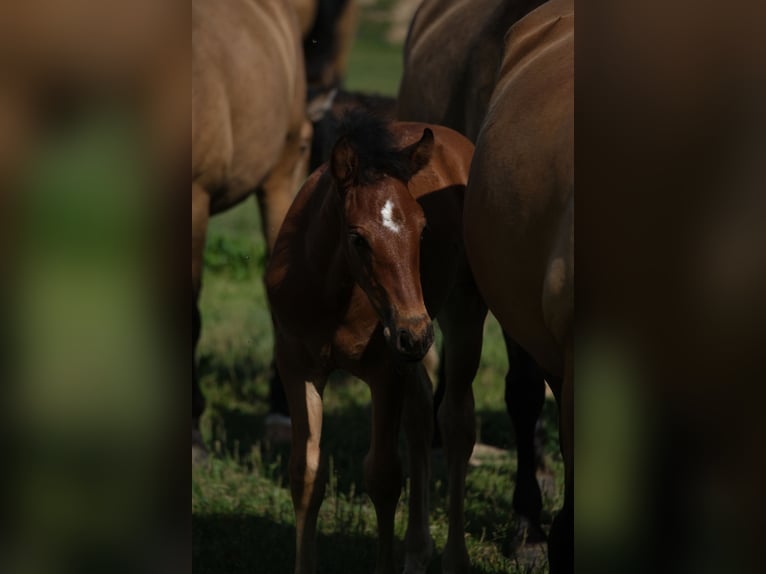 PRE Stallion 1 year 16 hh in Hamburg