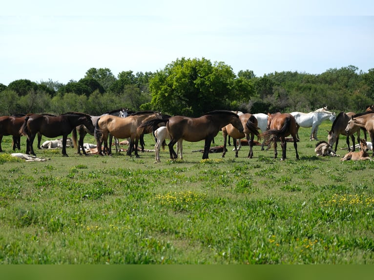 PRE Stallion 1 year 16 hh in Hamburg