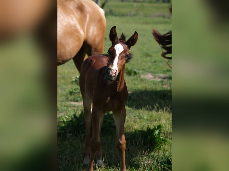 PRE Stallion 1 year 16 hh in Hamburg