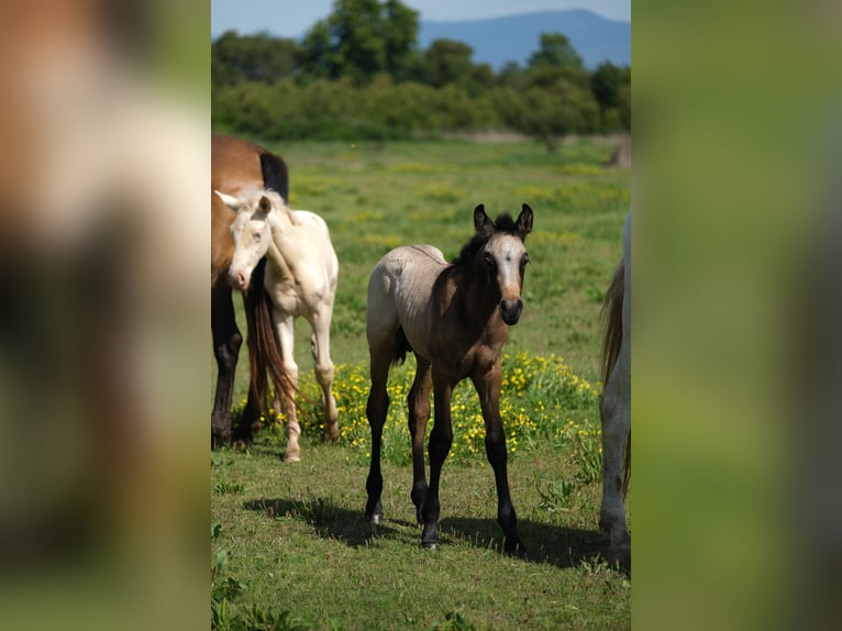 PRE Stallion 1 year 16 hh in Hamburg