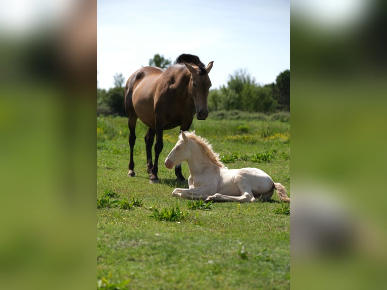 PRE Stallion 1 year 16 hh in Hamburg