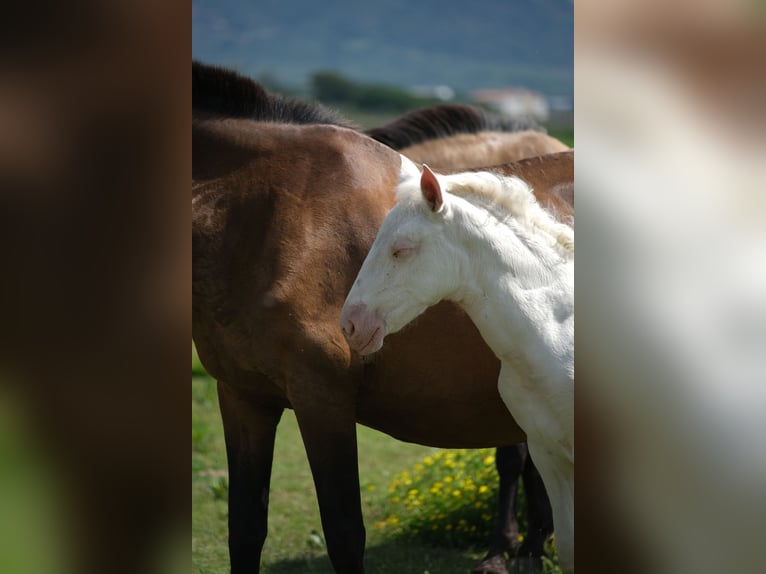 PRE Stallion 1 year 16 hh in Hamburg