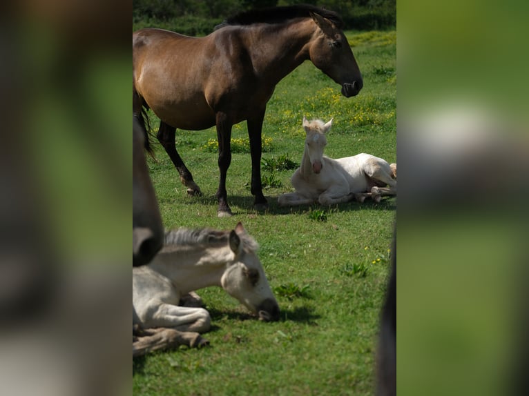 PRE Stallion 1 year 16 hh in Hamburg