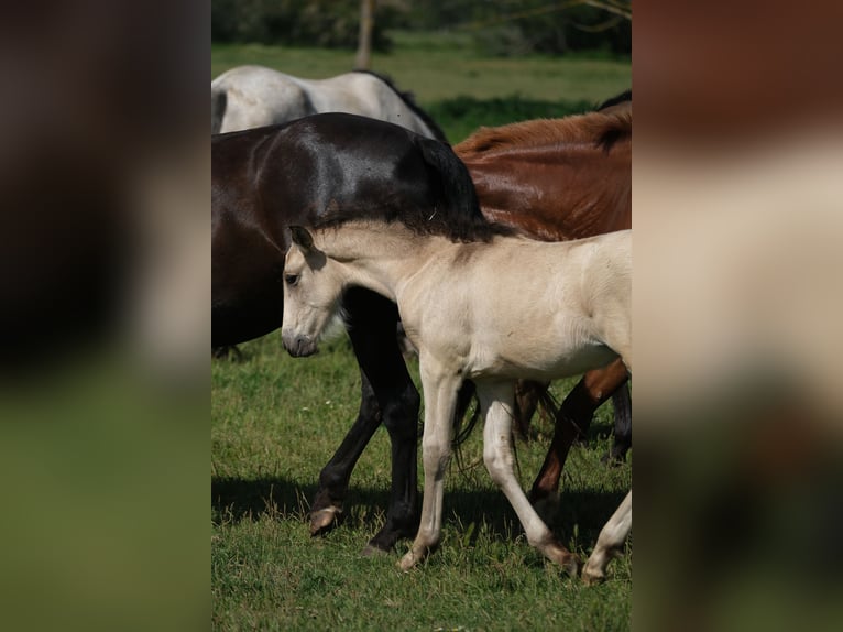 PRE Stallion 1 year 16 hh in Hamburg