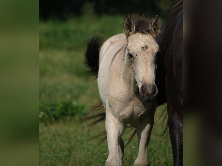 PRE Stallion 1 year 16 hh in Hamburg