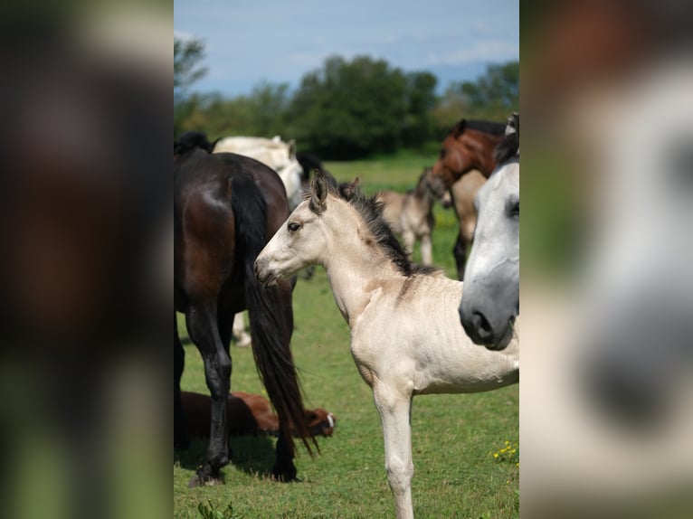 PRE Stallion 1 year 16 hh in Hamburg