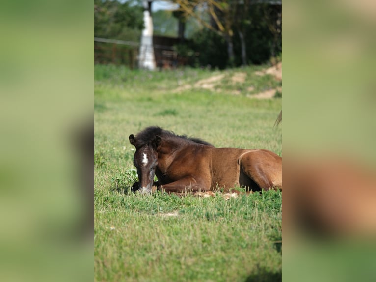 PRE Stallion 1 year 16 hh in Hamburg