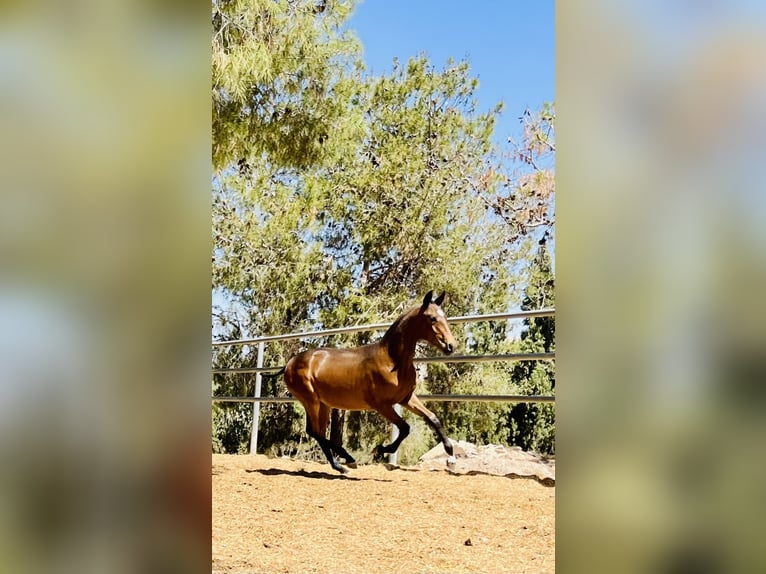 PRE Stallion 1 year 16 hh Bay-Dark in Archena