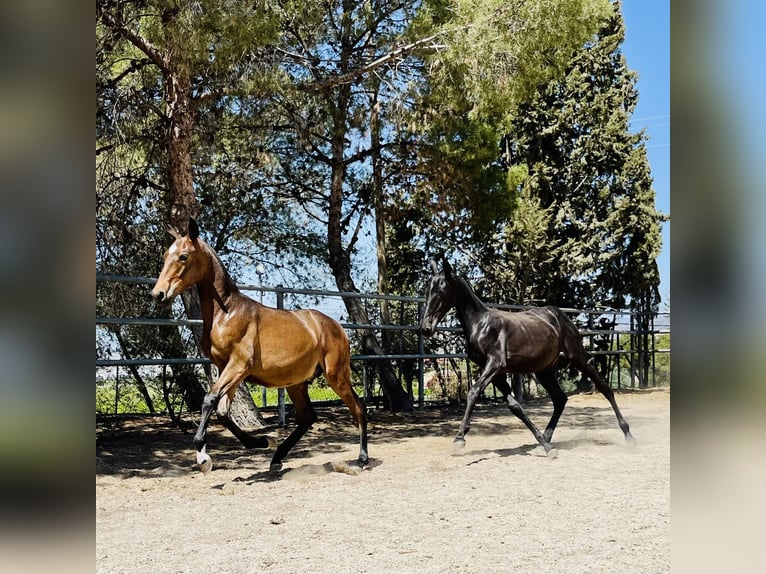 PRE Stallion 1 year 16 hh Bay-Dark in Archena