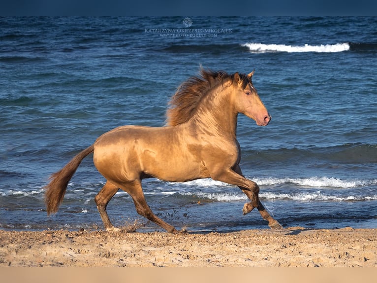 PRE Stallion 1 year 16 hh Bay-Dark in Archena