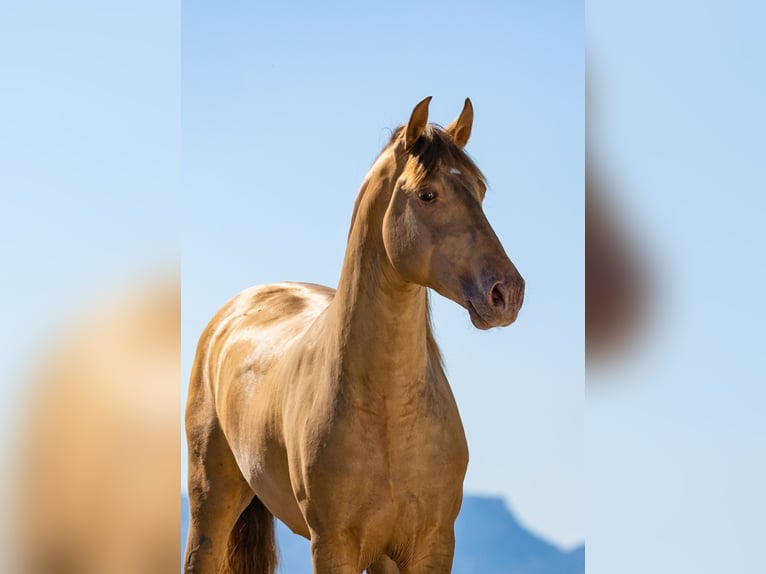 PRE Stallion 1 year 16 hh Bay-Dark in Archena