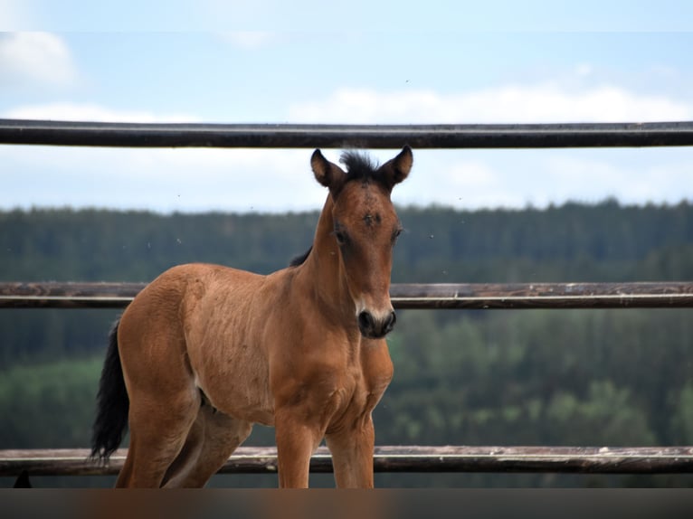 PRE Stallion 1 year 16 hh Bay in Dochamps