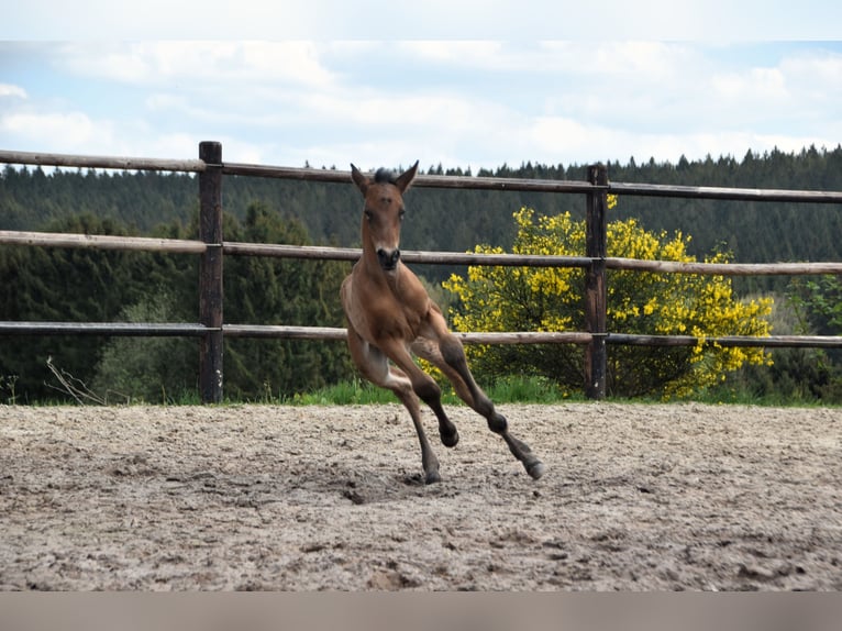 PRE Stallion 1 year 16 hh Bay in Dochamps