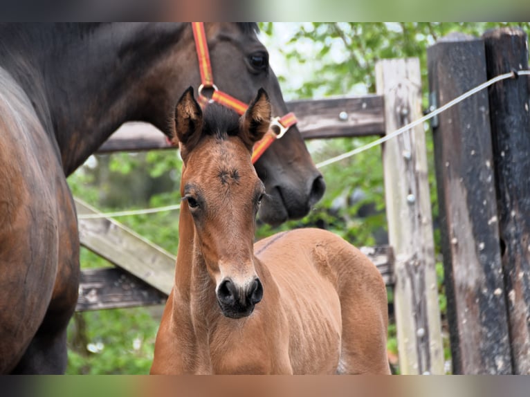 PRE Stallion 1 year 16 hh Bay in Dochamps