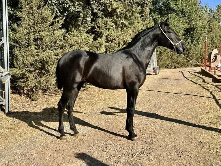 PRE Mix Stallion 1 year 16 hh Black in Galaroza