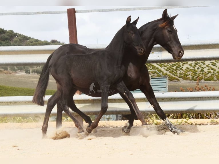 PRE Stallion 1 year 16 hh Black in Provinz Cordoba