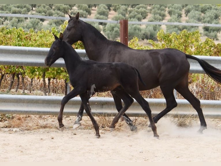 PRE Stallion 1 year 16 hh Black in Provinz Cordoba