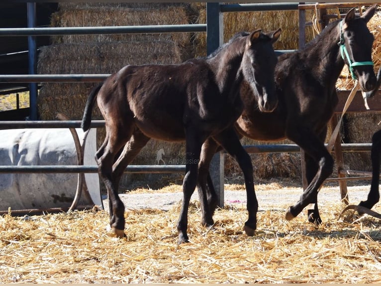 PRE Stallion 1 year 16 hh Black in Provinz Cordoba