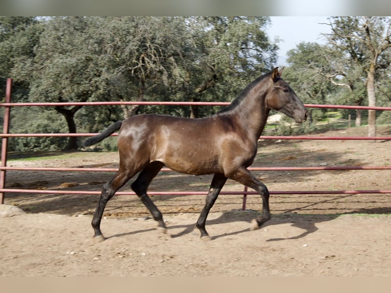 PRE Mix Stallion 1 year 16 hh Black in Galaroza (Huelva)