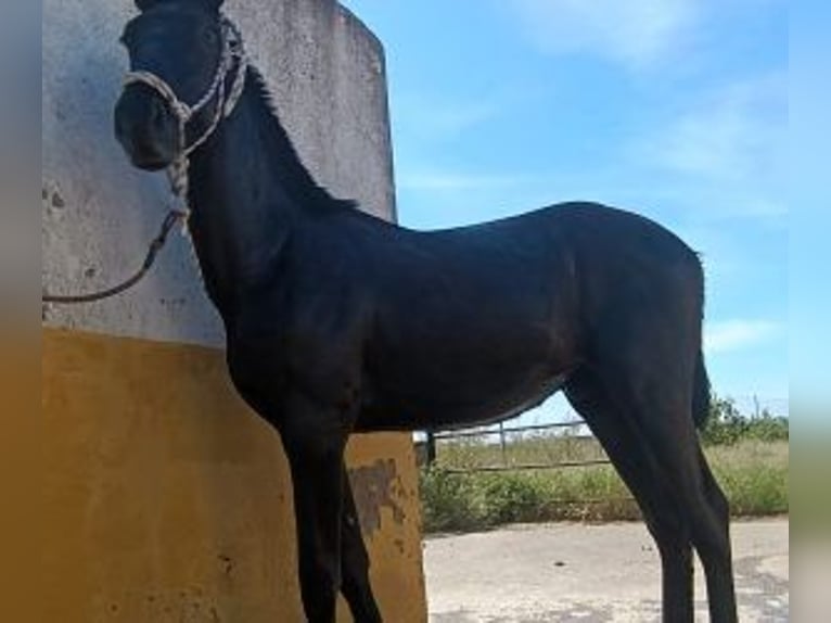 PRE Mix Stallion 1 year 16 hh Black in Madrid