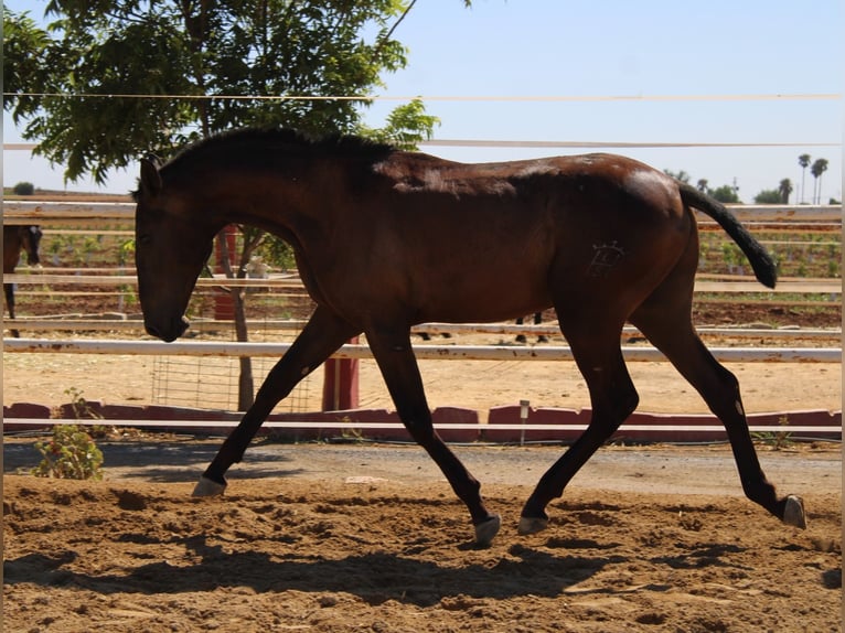PRE Stallion 1 year 16 hh Black in Los Rosales