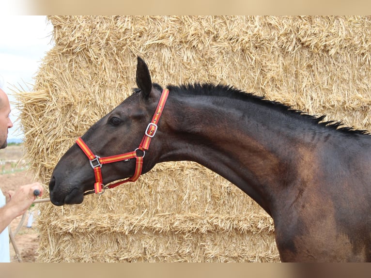 PRE Stallion 1 year 16 hh Black in Los Rosales
