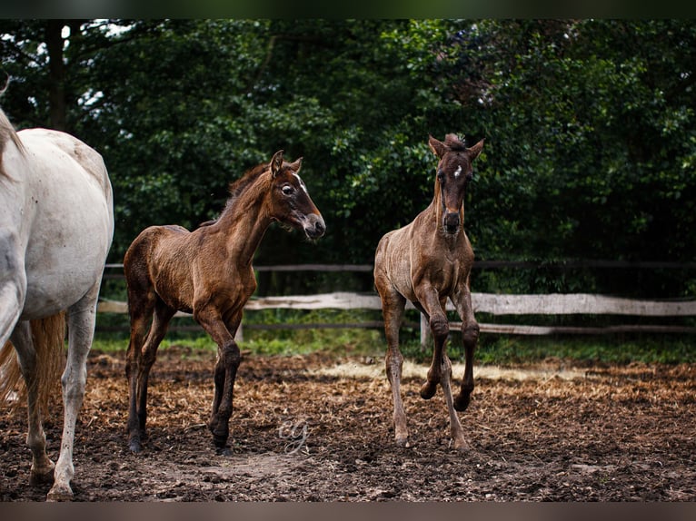 PRE Stallion 1 year 16 hh Black in Leipe