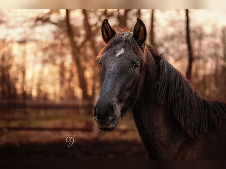 PRE Stallion 1 year 16 hh Black in Leipe