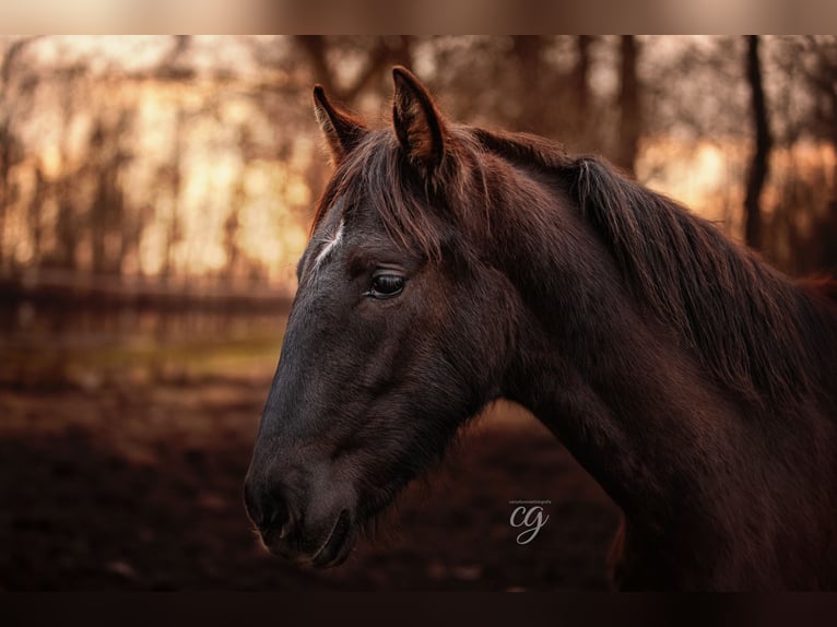 PRE Stallion 1 year 16 hh Black in Leipe