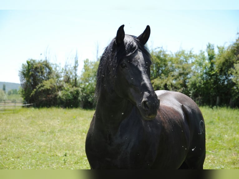 PRE Mix Stallion 1 year 16 hh Black in Vegas Del Condado