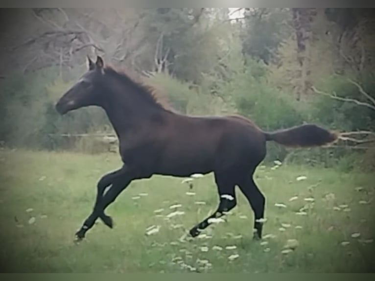 PRE Mix Stallion 1 year 16 hh Black in Vegas Del Condado
