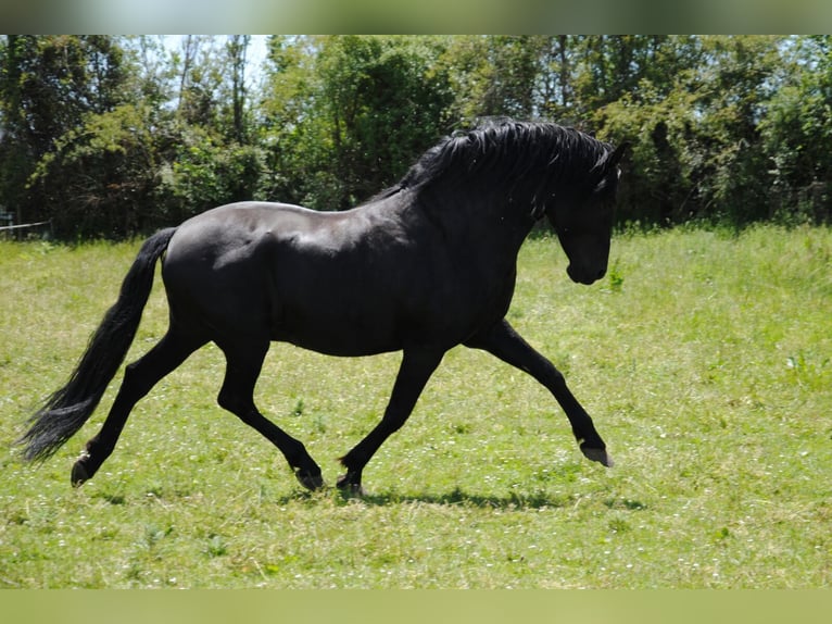 PRE Mix Stallion 1 year 16 hh Black in Vegas Del Condado