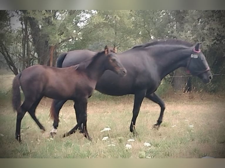 PRE Mix Stallion 1 year 16 hh Black in Vegas Del Condado