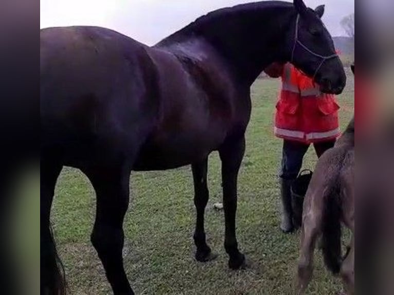 PRE Mix Stallion 1 year 16 hh Black in Vegas Del Condado