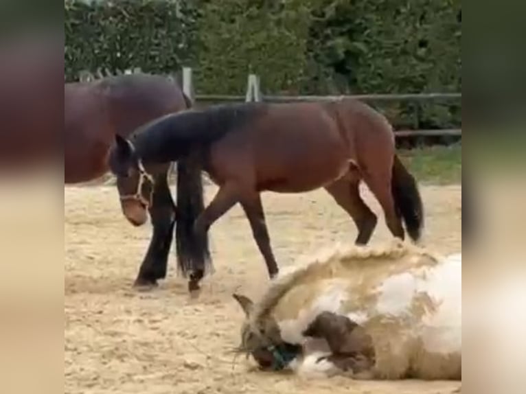 PRE Mix Stallion 1 year 16 hh Brown in Nettetal