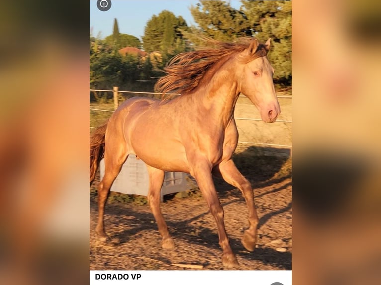 PRE Stallion 1 year 16 hh Brown in Radevormwald