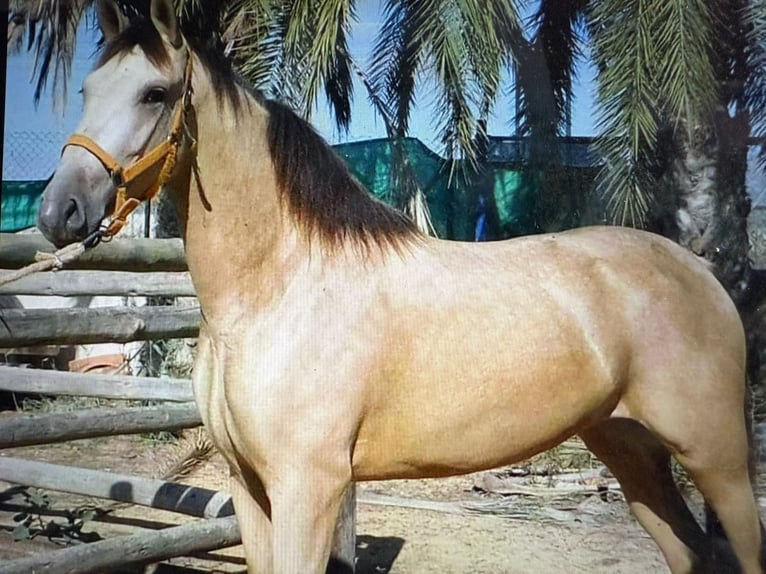 PRE Stallion 1 year 16 hh Brown in Radevormwald