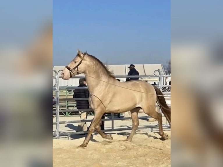 PRE Stallion 1 year 16 hh Brown in Radevormwald
