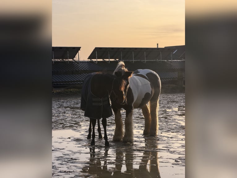 PRE Stallion 1 year 16 hh Brown in Radevormwald