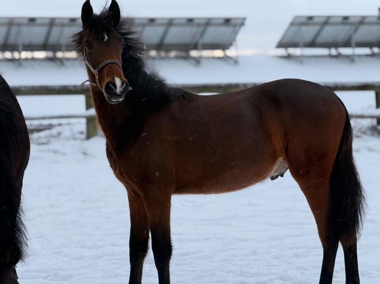 PRE Stallion 1 year 16 hh Brown in Radevormwald