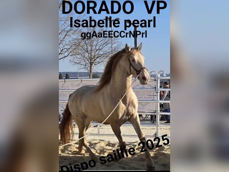 PRE Stallion 1 year 16 hh Brown in Radevormwald