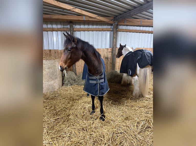 PRE Stallion 1 year 16 hh Brown in Radevormwald