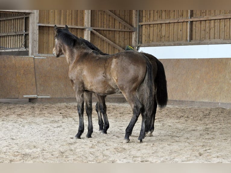 PRE Stallion 1 year 16 hh Brown in Waldhölzbach