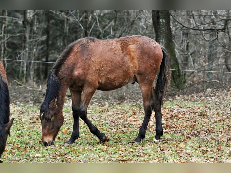 PRE Stallion 1 year 16 hh Brown in Waldhölzbach