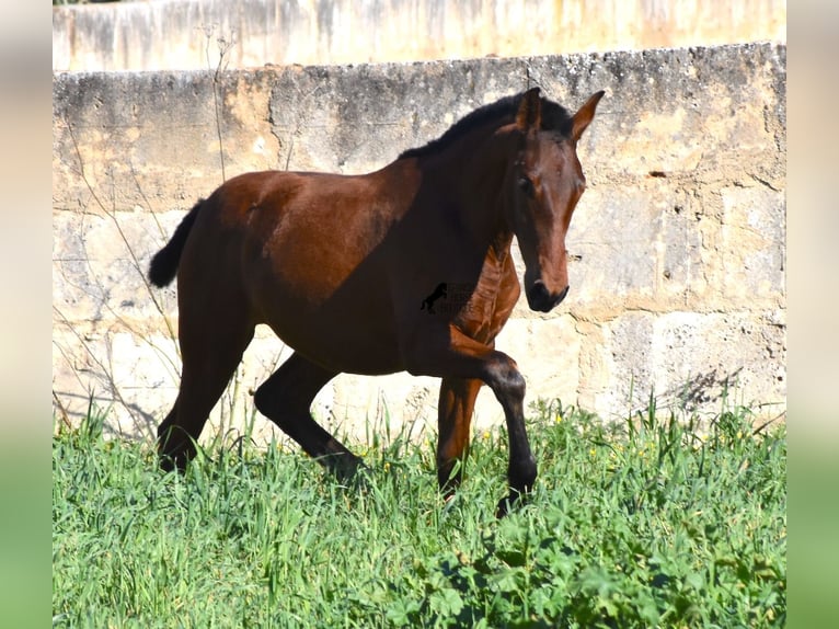 PRE Stallion 1 year 16 hh Brown in Mallorca