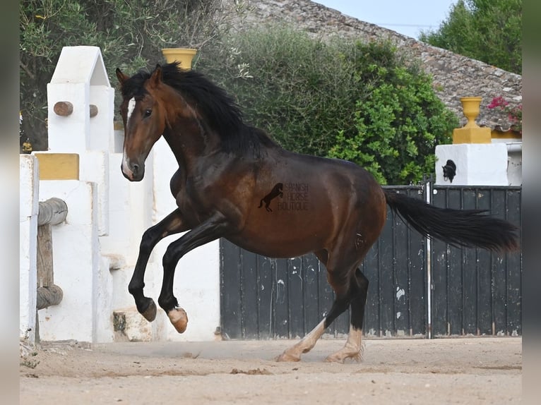 PRE Mix Stallion 1 year 16 hh Brown in Menorca