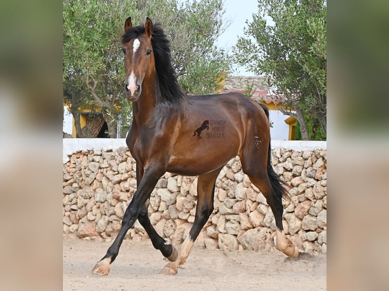 PRE Mix Stallion 1 year 16 hh Brown in Menorca